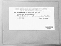 Exidia nigricans image